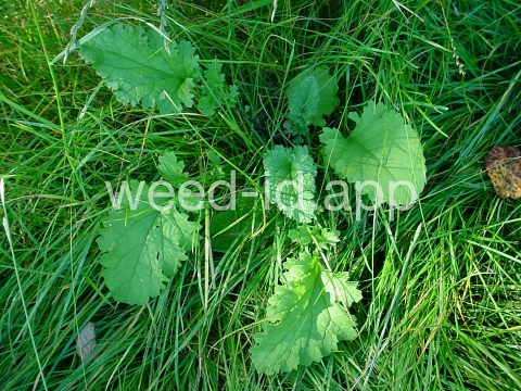 ragwort, tansy